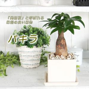 パキラ 陶器鉢 幸せの木 金運の木発財樹 観葉...の詳細画像2