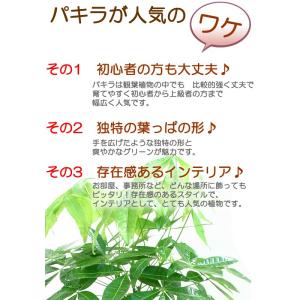 パキラ 陶器鉢 幸せの木 金運の木発財樹 観葉...の詳細画像4