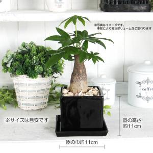 パキラ 陶器鉢 幸せの木 金運の木発財樹 観葉...の詳細画像5