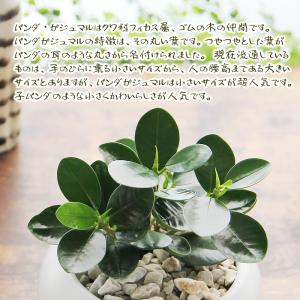 パンダガジュマル 白丸陶器鉢 観葉植物 送料無...の詳細画像2