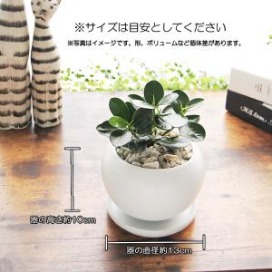パンダガジュマル 白丸陶器鉢 観葉植物 送料無...の詳細画像4
