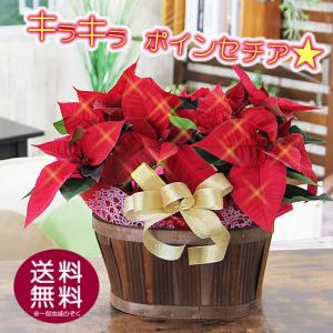 ポインセチア クリスマス お歳暮 ギフト 送料無料 選べるカゴ ポインセチア 2鉢入り 鉢花 鉢植え