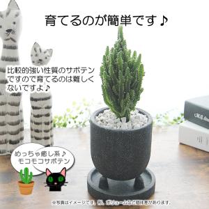 モコモコ育つ セレウスペルヴィアヌス 黒丸三足...の詳細画像2