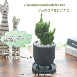 モコモコ育つ セレウスペルヴィアヌス 黒丸三足...の詳細画像3
