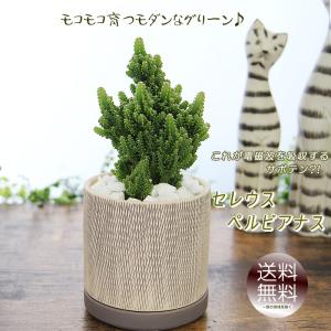 モコモコ育つ セレウスペルヴィアヌス サボテン アミ模様丸陶器鉢 多肉植物 観葉植物 ギフト プレゼント 送料無料 誕生日