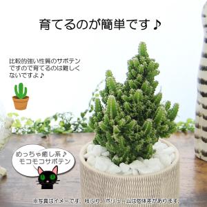 観葉植物 サボテン セレウスペルヴィアヌス モ...の詳細画像1