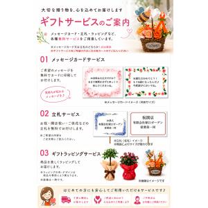 観葉植物 サボテン セレウス ペルヴィアヌス ...の詳細画像5