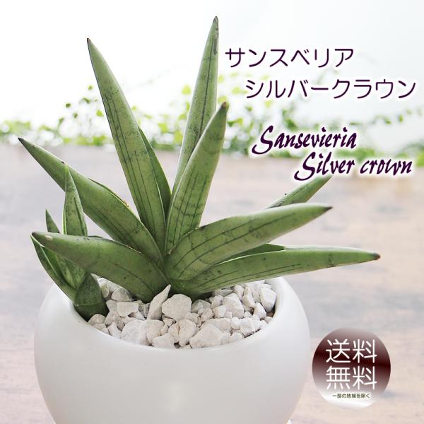 サンスベリア サンセベリア シルバークラウン 白丸器 観葉植物 プレゼント ギフト 送料無料 誕生日...