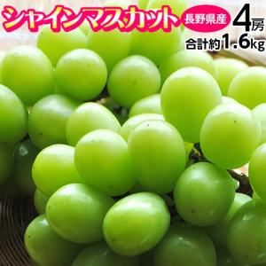 『シャインマスカット』長野県産 4房 計約1.6kg ※常温 送料無料｜tsukiji-ichiba2