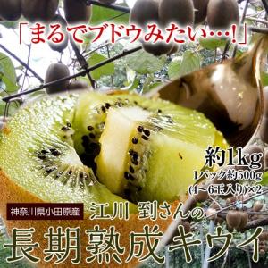 神奈川県小田原産 江川さんの「長期熟成キウイ」 約1kg (1P:4〜6玉 約500g×2) ※常温｜tsukiji-ichiba2