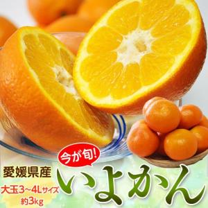 【2箱購入で1箱分増量】 愛媛県産 いよかん 約3kg 大玉3〜4L 常温 送料無料