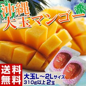 フルーツ マンゴー 沖縄県産 マンゴー 2玉 L〜2Lサイズ (1玉：310g以上) 送料無料｜tsukiji-ichiba2