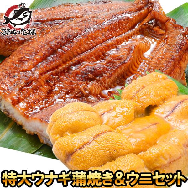 うにうなぎセット ＜松＞ 超特大国産うなぎ蒲焼き 平均250g前後×2尾 生ウニ 100g タレ付き