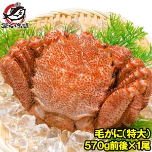 毛ガニ 毛がに 毛蟹 浜茹で 特大 毛ガニ姿 ×1尾 570g かに カニ 蟹 かに鍋 焼きガニ 単品おせち 海鮮おせち