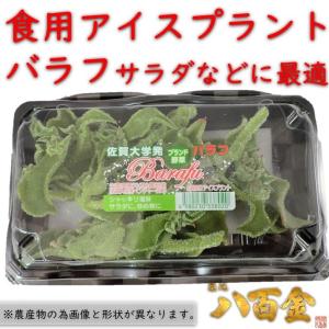 バラフ・アイスプラント　佐賀県産　北海道産　サラダに最適　シャキシャキ新食感　健康　