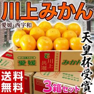 築地発送《送料無料》【天皇杯受賞産地】愛媛・西宇和「川上みかん」大玉２Ｌサイズ 約3kg×3箱　frt ☆