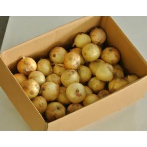 『新玉ねぎ』佐賀県産 風袋込約10kg L〜2Lサイズ　 ※常温　