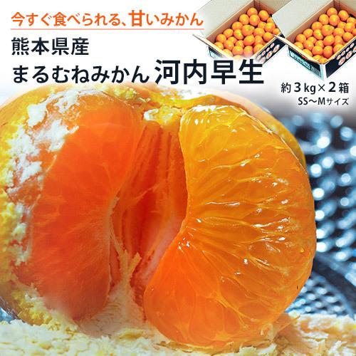 糖度11度選別みかん　『河内早生』　熊本県産　約3kg　2箱　（SS〜Mサイズ）　※常温　　送料無料