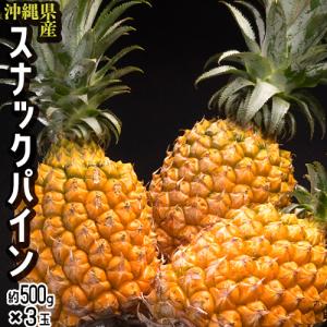 「スナックパイン」沖縄県産パイナップル　約500g×3玉　計約1.5kg　※常温　