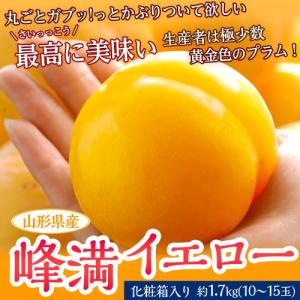 プラム すもも スモモ 山形県産 峰満イエロー 化粧箱 10〜15玉 約1.7kg 送料無料