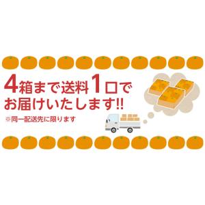 葵クラブのみかん 特選品 2L 手詰め 和歌山...の詳細画像1