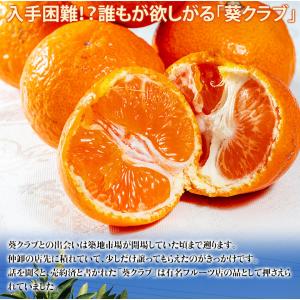 葵クラブのみかん 特選品 2L 手詰め 和歌山...の詳細画像2