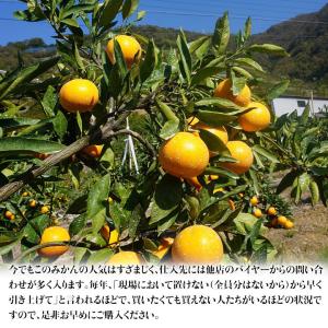 葵クラブのみかん 特選品 2L 手詰め 和歌山...の詳細画像3