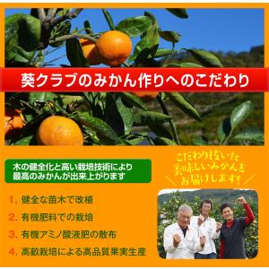 葵クラブのみかん 特選品 2L 手詰め 和歌山...の詳細画像5