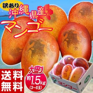 《送料無料》訳有り『沖縄産マンゴー』 大ボリュームの約1.5...