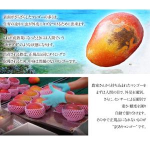 ご自宅用 訳あり 沖縄マンゴー 沖縄県産 約1...の詳細画像3