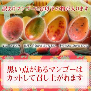ご自宅用 訳あり 沖縄マンゴー 沖縄県産 約1...の詳細画像4