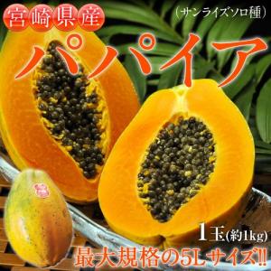 宮崎県産　『パパイア』（サンライズソロ種）　秀品・1玉　約1kg　常温 frt ☆｜tsukijiichiba