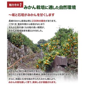 糖度12度以上 味ロマン 長崎県産みかん 2S...の詳細画像5