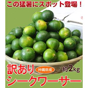 沖縄県産　「訳ありシークワーサー」　約2kg（100粒前後・青切） frt ○｜tsukijiichiba