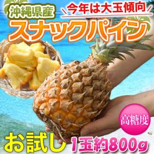 パイナップル フルーツ fruits 沖縄県産 スナックパイン(ボゴール種)　1玉　約800g frt ○｜tsukijiichiba