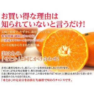 麗紅(れいこう)長崎県産柑橘 S〜L 約2.5...の詳細画像2