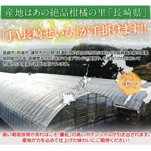 麗紅(れいこう)長崎県産柑橘 S〜L 約2.5...の詳細画像3