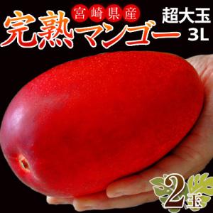 大玉『みやざき完熟マンゴー』宮崎県産 3L (450〜509g) ×2玉 ※常温 送料無料