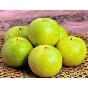 『二十世紀梨』 鳥取県産 計約5kg（10〜16玉） 簡易箱 ※冷蔵 送料無料