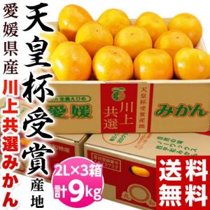 【カード又は代引き限定】【天皇杯受賞産地】JAにしうわ 愛媛 西宇和産 川上みかん 大玉2Lサイズ 約3kg×3箱 送料無料 ギフト お歳暮 みかん