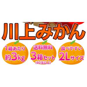 【天皇杯受賞産地】 JAにしうわ 川上みかん ...の詳細画像2