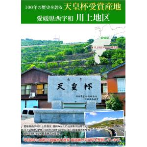 【天皇杯受賞産地】 JAにしうわ 川上みかん ...の詳細画像5
