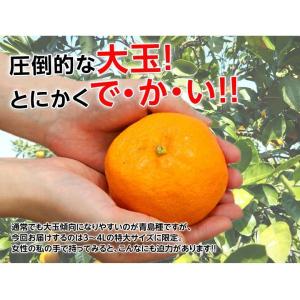 三ヶ日みかん 青島種 静岡県産 3〜4Lサイズ...の詳細画像2