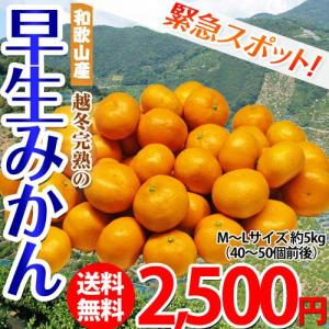 和歌山県 越冬完熟　早生みかん  M〜L　約5キロ　送料無料