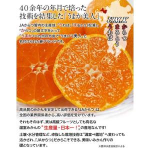 【カード・代引限定】JAからつ 超大玉 うまか...の詳細画像2