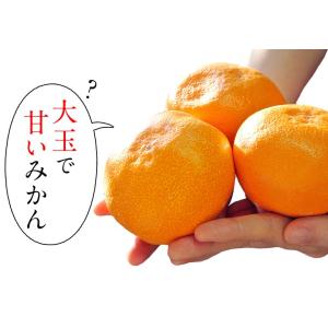 【カード・代引限定】JAからつ 超大玉 うまか...の詳細画像3