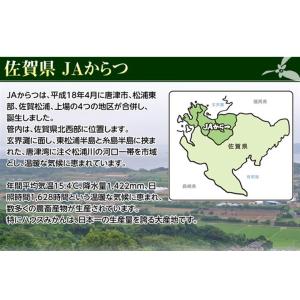 【カード・代引限定】JAからつ 超大玉 うまか...の詳細画像4