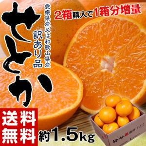 【2箱購入で1箱分増量】 せとか 訳あり品 約1.5kg 送料無料 和歌山または愛媛県産 柑橘 みかん