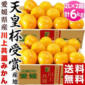 カード代引き限定 【天皇杯受賞産地】JAにしうわ 愛媛 西宇和産 川上みかん 大玉2Lサイズ 約3kg×2箱 送料無料 ギフト お歳暮 みかん