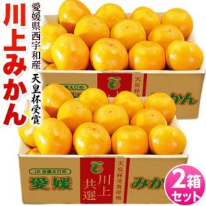 【天皇杯受賞産地】JAにしうわ 愛媛 西宇和産 川上みかん 大玉2Lサイズ 約3kg×2箱 産地直送 送料無料 ギフト お歳暮 みかん　送料無料｜豊洲からの直送便 ヤフー店